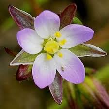 Attēlu rezultāti vaicājumam “Spergularia marina flower”