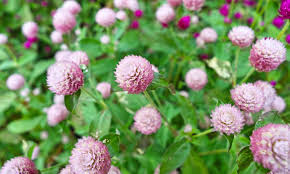 Image result for Kugelamarant