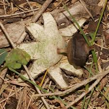 Attēlu rezultāti vaicājumam “Geastrum”
