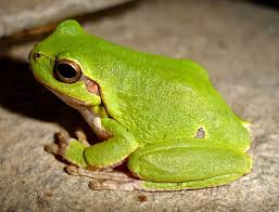 Attēlu rezultāti vaicājumam “Hyla arborea adult”