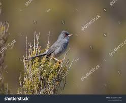 Image result for Sylvia sarda