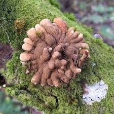Attēlu rezultāti vaicājumam “Hypocreopsis lichenoides”