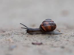 Attēlu rezultāti vaicājumam “Arianta arbustorum”