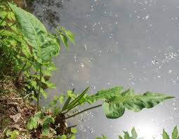 Attēlu rezultāti vaicājumam “Rumex aquaticus leaf”