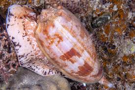 Attēlu rezultāti vaicājumam “Schistidium apocarpum macro”