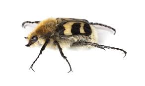 Attēlu rezultāti vaicājumam “Trichius fasciatus imago”