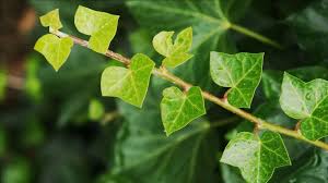 Attēlu rezultāti vaicājumam “Hedera helix  leaf”
