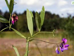 Attēlu rezultāti vaicājumam “Lathyrus palustris flower”