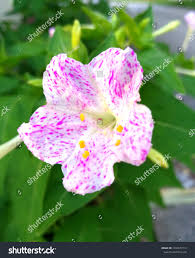Image result for Mirabilis jalapa