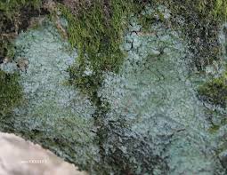 Attēlu rezultāti vaicājumam “Lepraria incana”