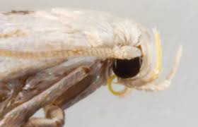 Attēlu rezultāti vaicājumam “Elachista maculicerusella”