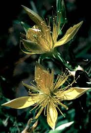 Image result for blazing vantoms