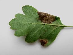 Attēlu rezultāti vaicājumam “Parornix anglicella”