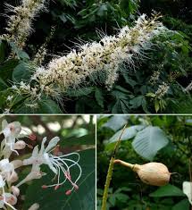 Attēlu rezultāti vaicājumam “Aesculus x hybrida flower”