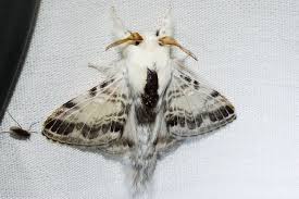 Attēlu rezultāti vaicājumam “Lasiocampidae”