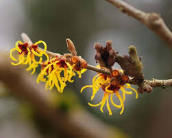 Attēlu rezultāti vaicājumam “Hamamelis mollis”