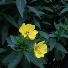 Attēlu rezultāti vaicājumam “Oenothera biennis flower”