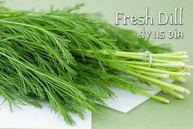 Image result for Dill