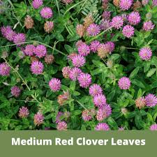 Attēlu rezultāti vaicājumam “Trifolium medium flower”