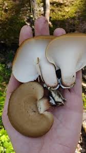 Attēlu rezultāti vaicājumam “Polyporus badius”