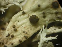 Attēlu rezultāti vaicājumam “Plectocarpon lichenum”