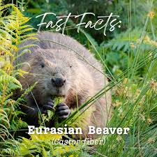 Attēlu rezultāti vaicājumam “Castor fiber”