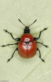 Attēlu rezultāti vaicājumam “Attelabidae”