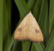 Attēlu rezultāti vaicājumam “Rivula sericealis”