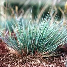 Attēlu rezultāti vaicājumam “Corynephorus canescens fruit”