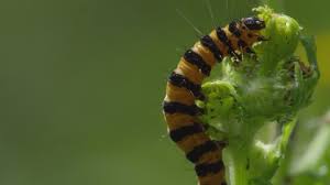 Attēlu rezultāti vaicājumam “Acronicta leporina larva”