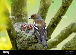 Attēlu rezultāti vaicājumam “Fringilla coelebs nest”
