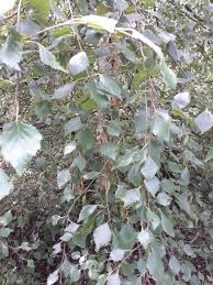 Attēlu rezultāti vaicājumam “Betula pubescens leaf”