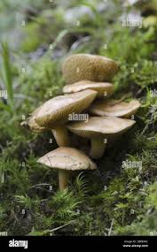 Attēlu rezultāti vaicājumam “Suillus bovinus”