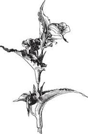 Attēlu rezultāti vaicājumam “Commelina coelestis flower”