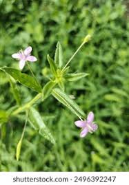 Attēlu rezultāti vaicājumam “Epilobium roseum”