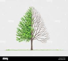 Attēlu rezultāti vaicājumam “Salix daphnoides leaf”