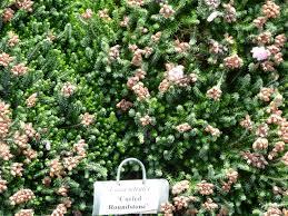 Attēlu rezultāti vaicājumam “Erica tetralix leaf”