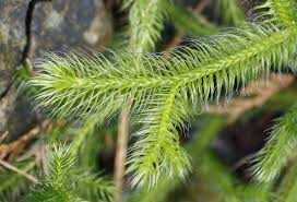 Attēlu rezultāti vaicājumam “Lignydium muscorum”