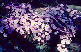 Attēlu rezultāti vaicājumam “Primula x margotae”