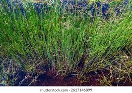 Attēlu rezultāti vaicājumam “Juncus capitatus fruit”
