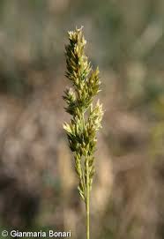 Attēlu rezultāti vaicājumam “Poa angustifolia”