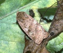 Attēlu rezultāti vaicājumam “Diarsia florida”