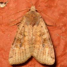 Attēlu rezultāti vaicājumam “Xestia baja”