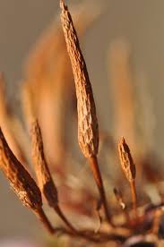 Attēlu rezultāti vaicājumam “Myosurus minimus”