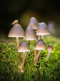 Attēlu rezultāti vaicājumam “Physarum leucopus stalked”