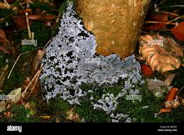 Attēlu rezultāti vaicājumam “Kretzschmaria deusta”