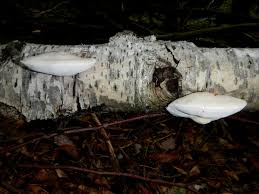 Attēlu rezultāti vaicājumam “Postia tephroleucus”