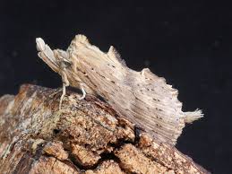 Attēlu rezultāti vaicājumam “Pterostoma palpina”