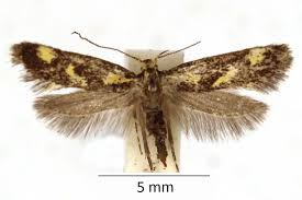 Attēlu rezultāti vaicājumam “Denisia similella”