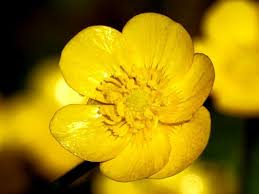 Attēlu rezultāti vaicājumam “Ranunculus lanuginosus leaf”